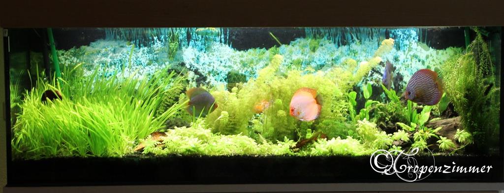 Altes 540 Liter Aquarium mit Discus